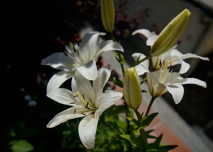 Apartmán Salotto Di Lazia Bad Schallerbach